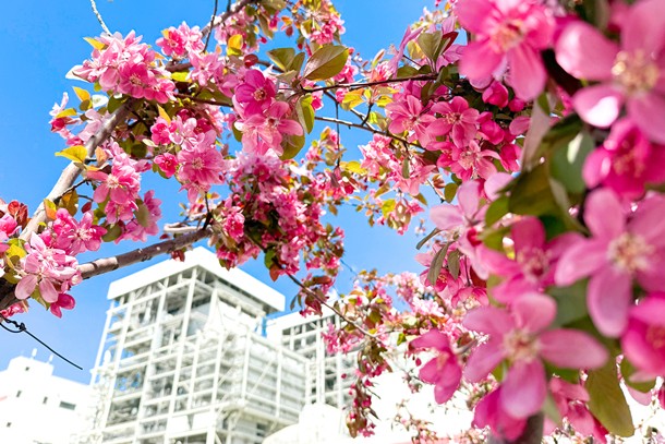 01 圖為春日繁花盛開的邯鄲電廠_副本